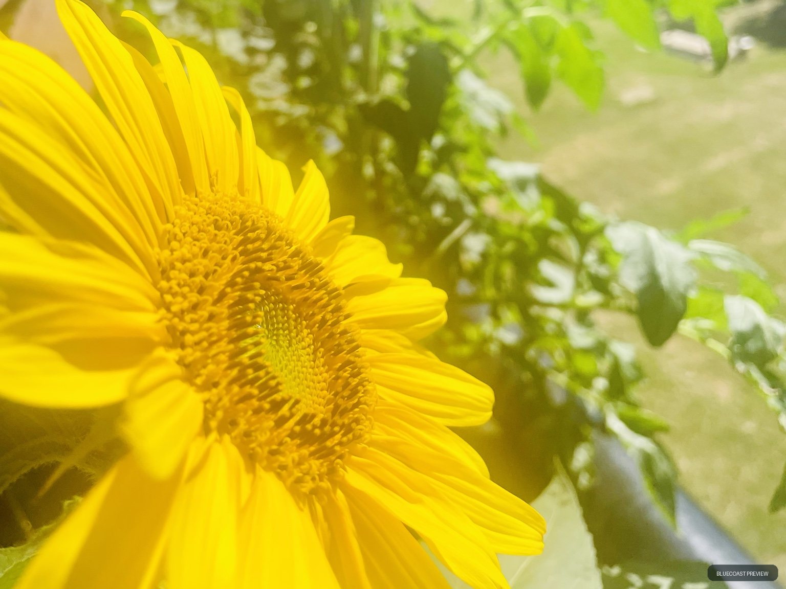 Close-up of a bright yellow sunflower with green foliage softly blurred behind it.